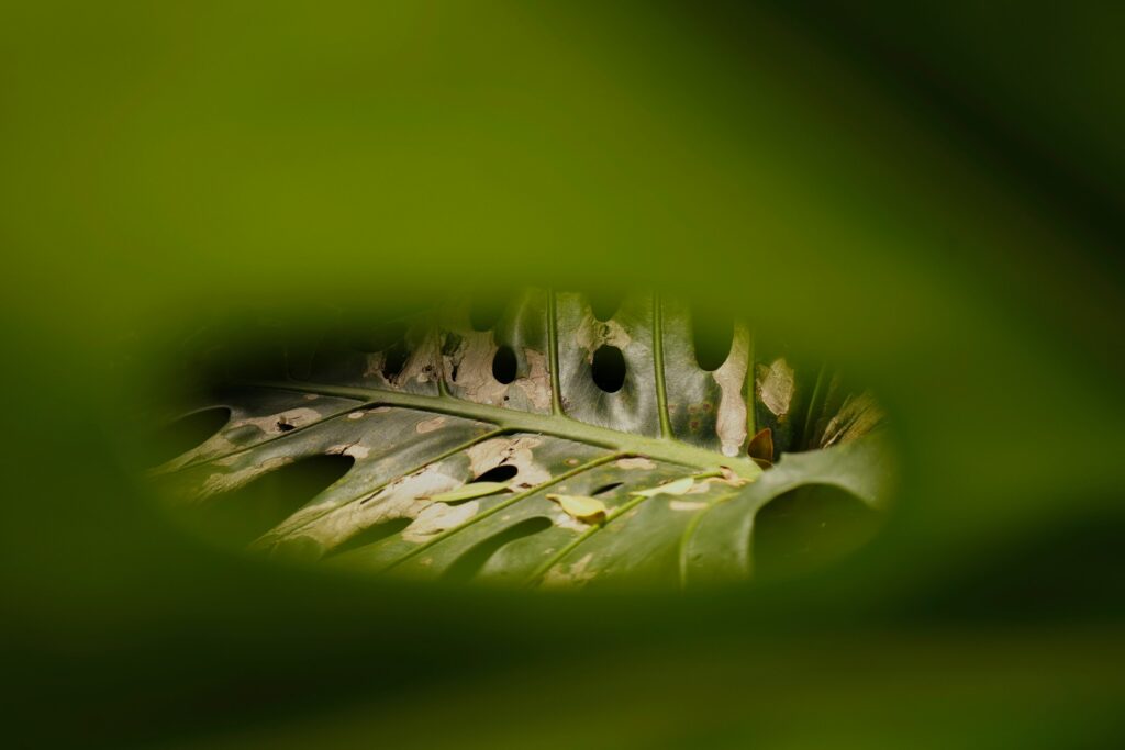 Bladluizen bestrijden begint bij goed kijken naar je planten