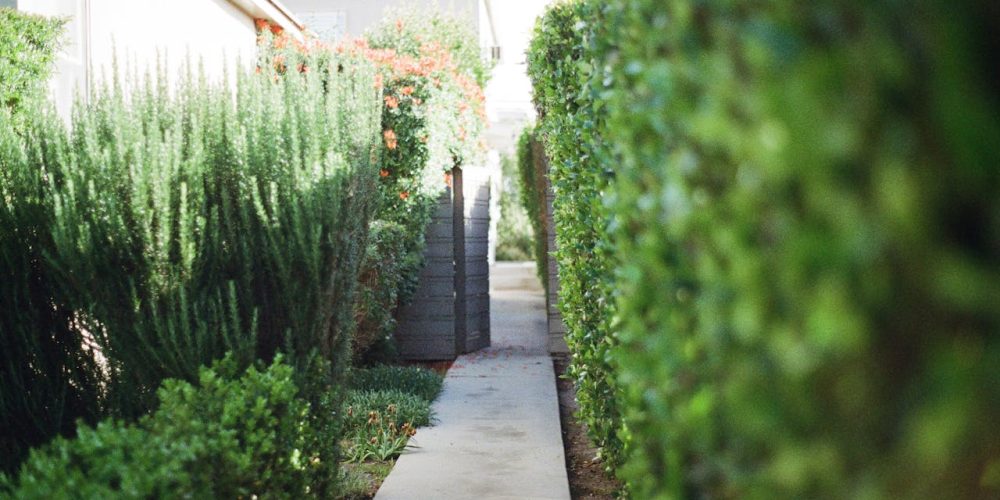 Meer privacy en sfeer in je tuin? Zo combineer je groen en structuur